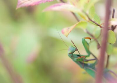 Biodiversité