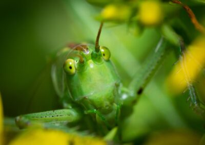 Biodiversité