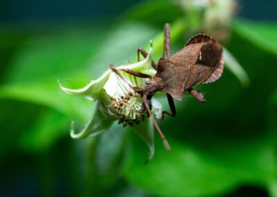 Biodiversité